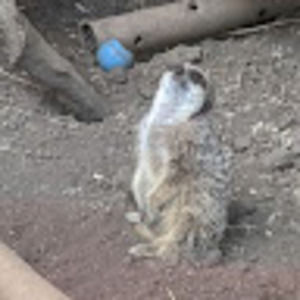 Meet your Posher, Sheldon